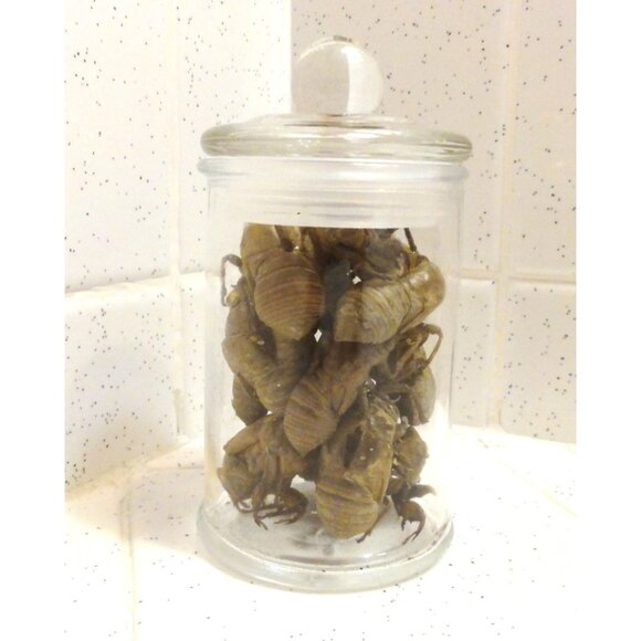 Glass Apothecary Oddity Jar with 13 Large Cicada Skins curiosity witchy goth - Picture 6 of 12